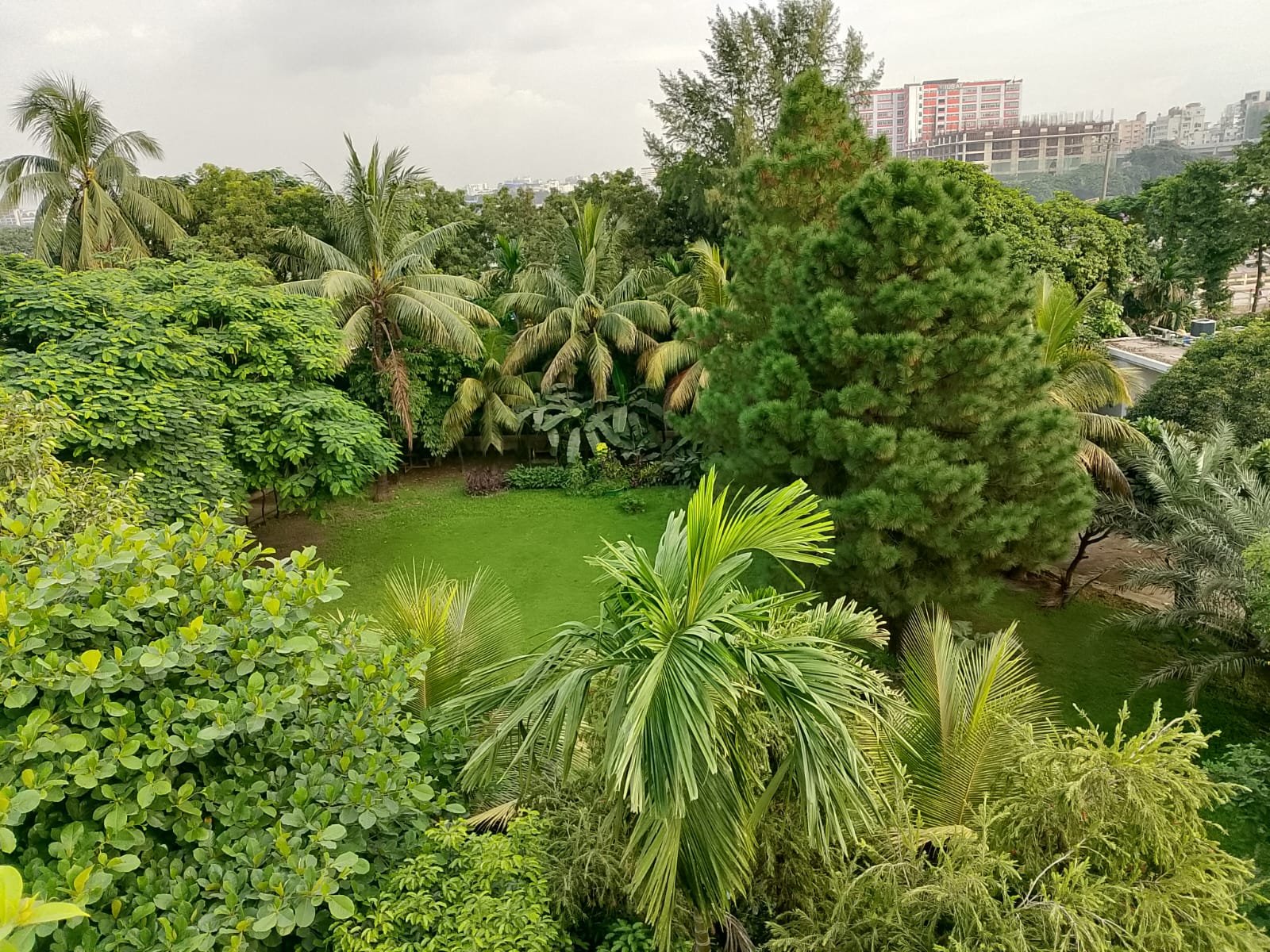 Garden Lawn Pine Tree 1 at Bulbul Event Spaces